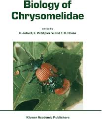 Attēlu rezultāti vaicājumam “Chrysomelidae”