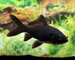 Attēlu rezultāti vaicājumam “Carassius auratus”