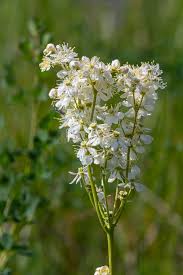 Image result for Filipendula vulgaris