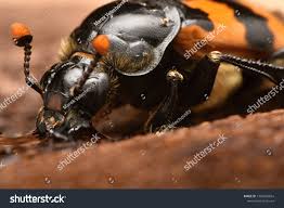 Attēlu rezultāti vaicājumam “Nicrophorus vespillo”