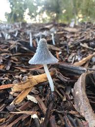 Attēlu rezultāti vaicājumam “Coprinus sp.”