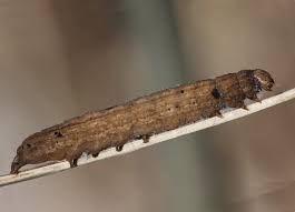 Attēlu rezultāti vaicājumam “Dypterygia scabriuscula”