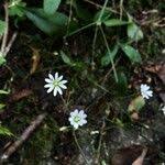 Attēlu rezultāti vaicājumam “Cerastium sylvaticum”