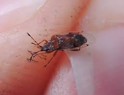 Attēlu rezultāti vaicājumam “Kleidocerys resedae imago”