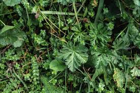 Attēlu rezultāti vaicājumam “Malva moschata leaf”