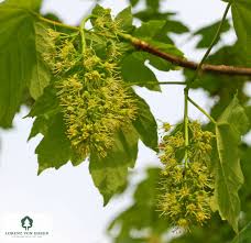 Attēlu rezultāti vaicājumam “Acer pseudoplatanus flower”