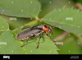 Attēlu rezultāti vaicājumam “Cantharis fusca larva”