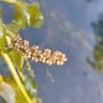 Attēlu rezultāti vaicājumam “Potamogeton perfoliatus fruit”