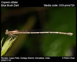 Attēlu rezultāti vaicājumam “Eupteryx vittata”