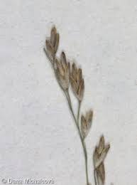 Attēlu rezultāti vaicājumam “Glyceria maxima fruit”