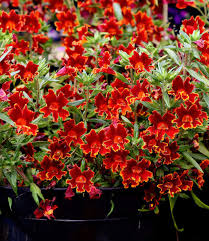 Image result for Mimulus x hybrida