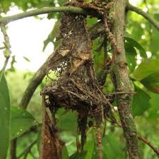 Attēlu rezultāti vaicājumam “Yponomeuta malinellus / cagnagella larva”