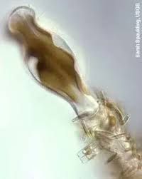 Attēlu rezultāti vaicājumam “Didymodon rigidulus sporophyte”