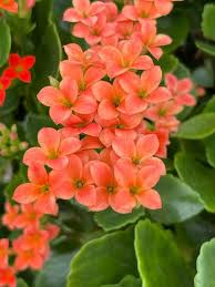 Image result for Kalanchoe blossfeldiana