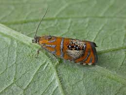 Attēlu rezultāti vaicājumam “Olethreutes arcuella”