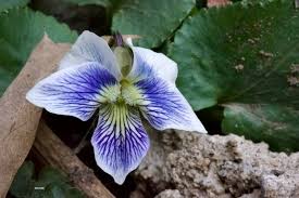 Attēlu rezultāti vaicājumam “Viola sororia flower”