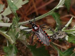 Attēlu rezultāti vaicājumam “Rhynocoris annulatus nymph”