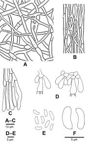 Attēlu rezultāti vaicājumam “Ceriporia viridans”