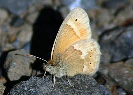 Attēlu rezultāti vaicājumam “Coenonympha tullia”