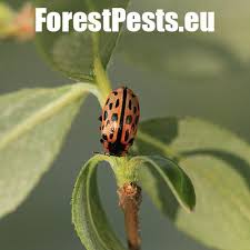 Attēlu rezultāti vaicājumam “Chrysomela vigintipunctata”