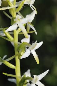 Attēlu rezultāti vaicājumam “Platanthera bifolia flower”