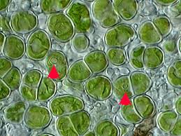 Attēlu rezultāti vaicājumam “Pleurococcus vulgaris”