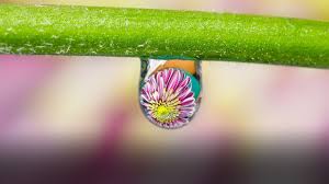 Attēlu rezultāti vaicājumam “macro”