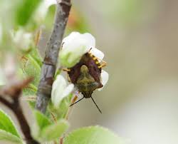 Attēlu rezultāti vaicājumam “Carpocoris sp.”