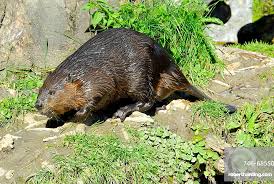 Image result for Castor fiber