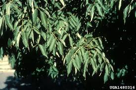 Attēlu rezultāti vaicājumam “Phellodendron amurense bud”