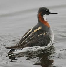 Attēlu rezultāti vaicājumam “Phalaropus lobatus”