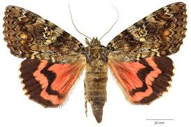 Attēlu rezultāti vaicājumam “Catocala sponsa”