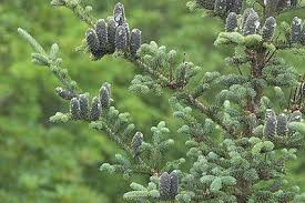 Attēlu rezultāti vaicājumam “Abies balsamea”