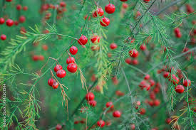 Attēlu rezultāti vaicājumam “Asparagus officinalis fruit”