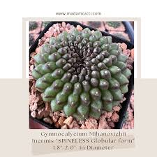Image result for Gymnocalycium