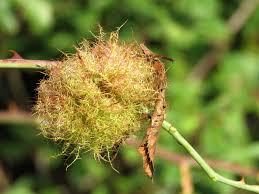 Attēlu rezultāti vaicājumam “Diplolepis rosae”