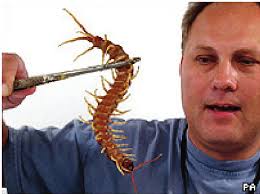 Attēlu rezultāti vaicājumam “Chilopoda”