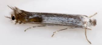 Attēlu rezultāti vaicājumam “Lyonetia clerkella”