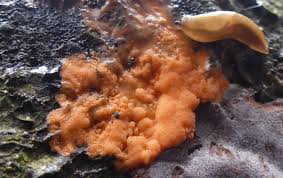 Attēlu rezultāti vaicājumam “Dictydiaethalium plumbeum spores”