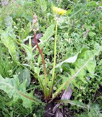 Attēlu rezultāti vaicājumam “Taraxacum officinale aggr.”