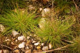 Attēlu rezultāti vaicājumam “Agrostis canina”