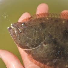 Image result for Paralichthys dentatus