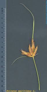 Attēlu rezultāti vaicājumam “Bolboschoenus maritimus”