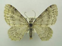 Attēlu rezultāti vaicājumam “Hydrelia sylvata”