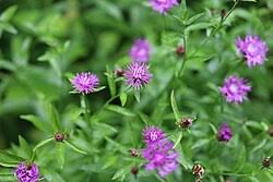 Image result for Centaurea nigra