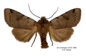 Attēlu rezultāti vaicājumam “Agrochola litura”