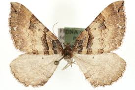 Attēlu rezultāti vaicājumam “Earophila badiata”