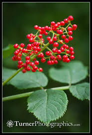 Attēlu rezultāti vaicājumam “Sambucus racemosa fruit”
