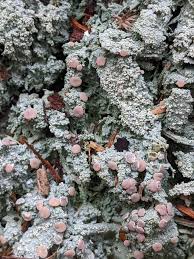 Attēlu rezultāti vaicājumam “Icmadophila ericetorum”