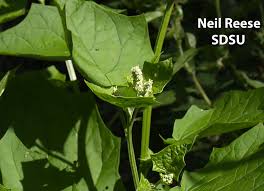 Attēlu rezultāti vaicājumam “Chenopodiaceae”